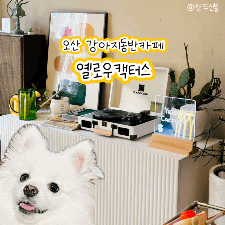 오산 애견동반 가능한 감성카페 옐로우캑터스 오산 애견동반 가능한 감성카페 옐로우캑터스