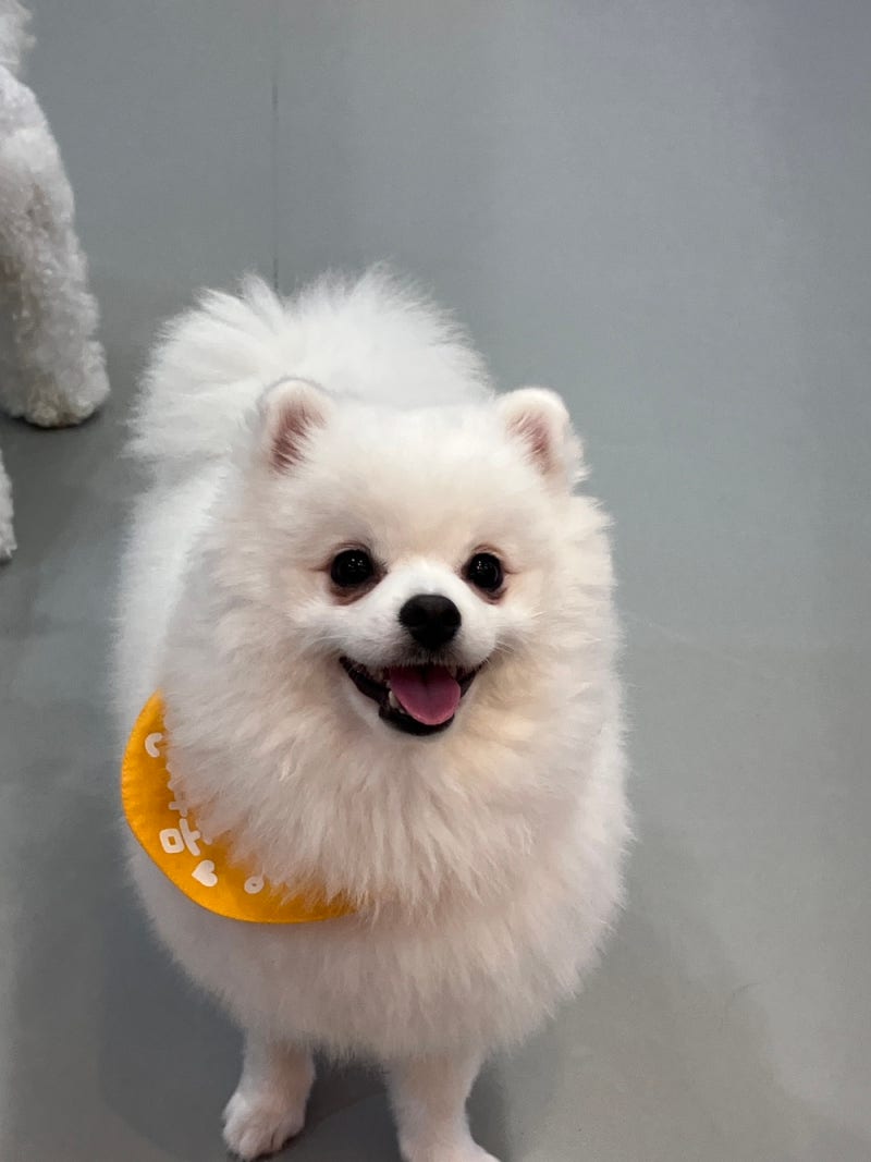 강아지 눈물약 티어젠, 강아지 눈물 제거 꿀팁!
