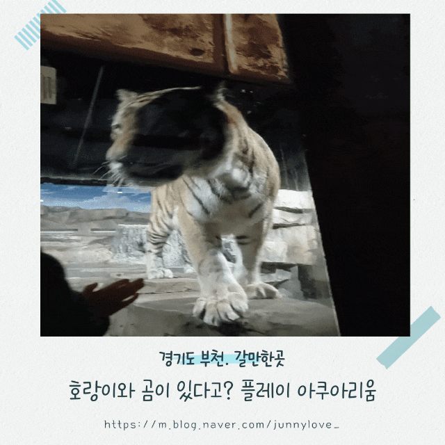  [경기도 부천] 실내 동물원, 파충류, 수족관까지 다 볼 수 있는 플레이 아쿠아리움 2부