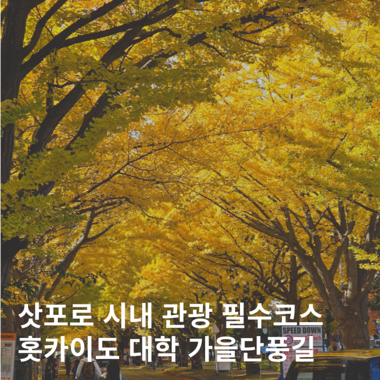  삿포로 시내 관광 필수코스 홋카이도대학교 단풍 삿뽀로여행
