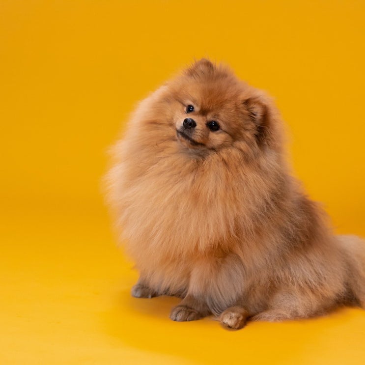  인기 강아지 품종에 대해서 알아볼까요?