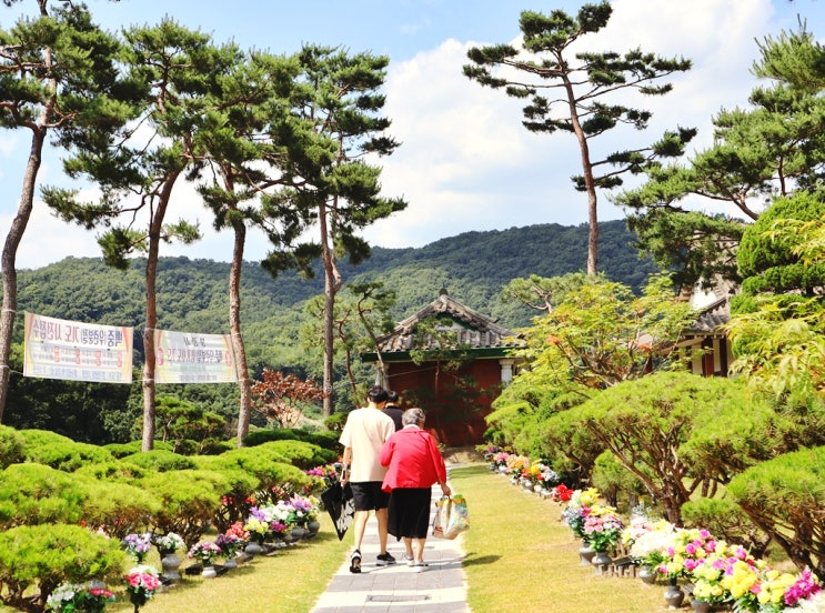  화장 후 유골 묻는 친환경 수목장 문화로 정착