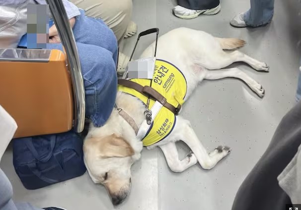 "시각장애인에 자리 양보한 아저씨, 발라당 누운 안내견"… 지하철 훈훈 목격담 "시각장애인에 자리 양보한 아저씨, 발라당 누운 안내견"… 지하철 훈훈 목격담