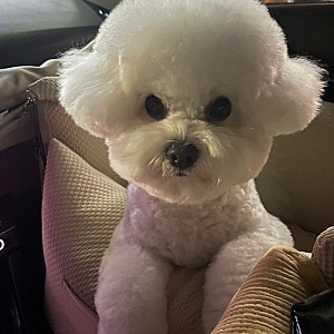 [바늘나무두그루] 강아지 카시트 올라운드M - 베이지 엠보스M