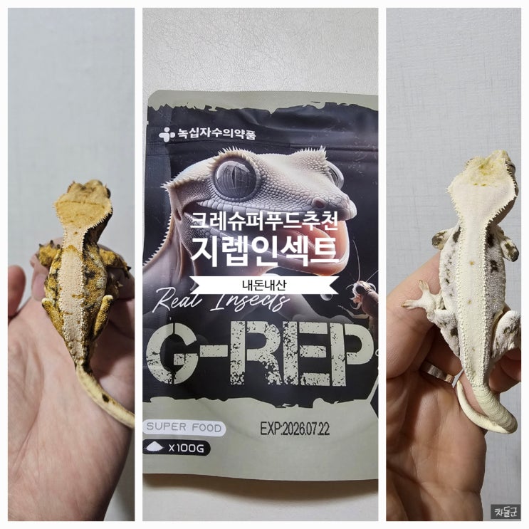  크레스티드게코 슈퍼푸드 녹십자수의약품 G-REP 지렙 인섹트(해치, 락토) 추천