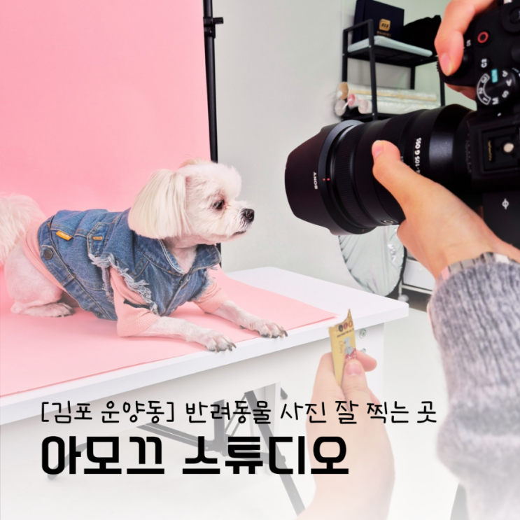 운양동사진관 반려동물사진 잘 찍어주는 김포 아모끄 스튜디오 운양동사진관 반려동물사진 잘 찍어주는 김포 아모끄 스튜디오