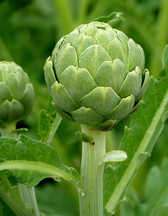  간과 소화를 돕는 자연의 선물, 아티초크(Artichoke) 추출물