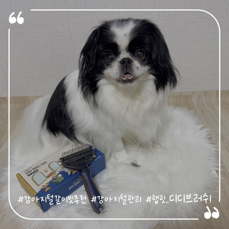  강아지털갈이빗추천 강아지털관리 랩릿 디디브러쉬