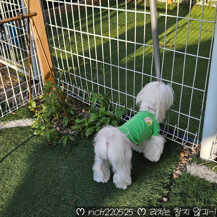  일산 애견동반 식당 갈낙집 반려견동반 우렁쌈밥 후기