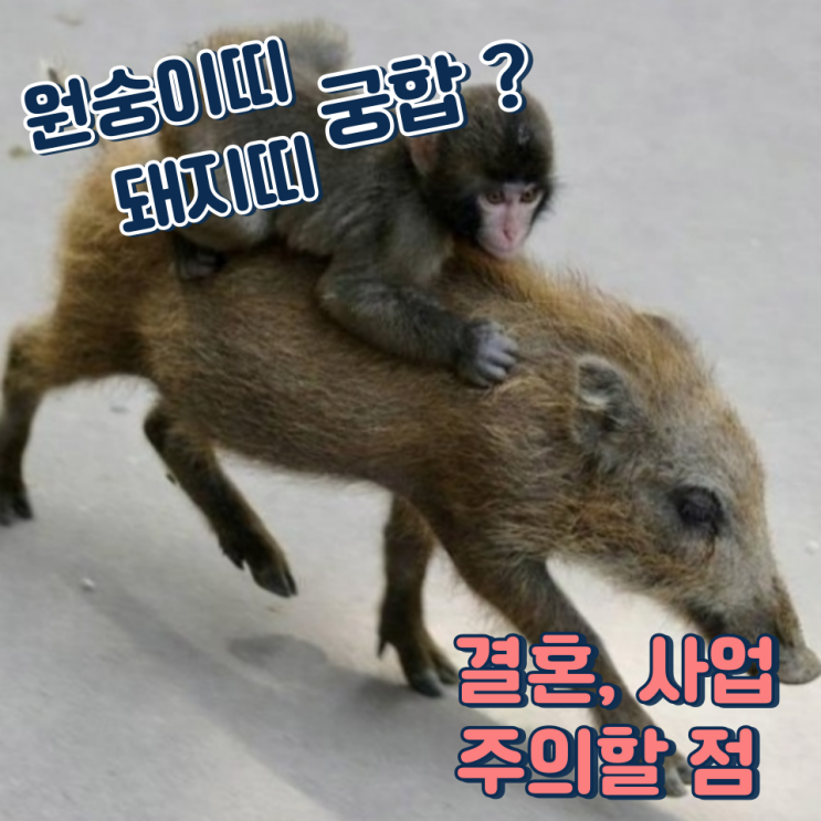  원숭이띠 돼지띠 궁합 (결혼, 사업, 주의할점)