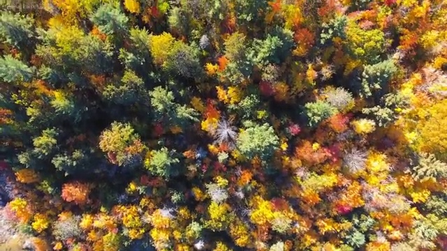  반려견운동지도사 클래스 , 1달 만에 반려견운동지도사자격증 취득했던 후기 짚어드려요