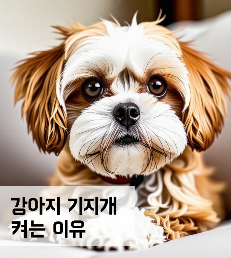  강아지 기지개 켜는 다양한 이유