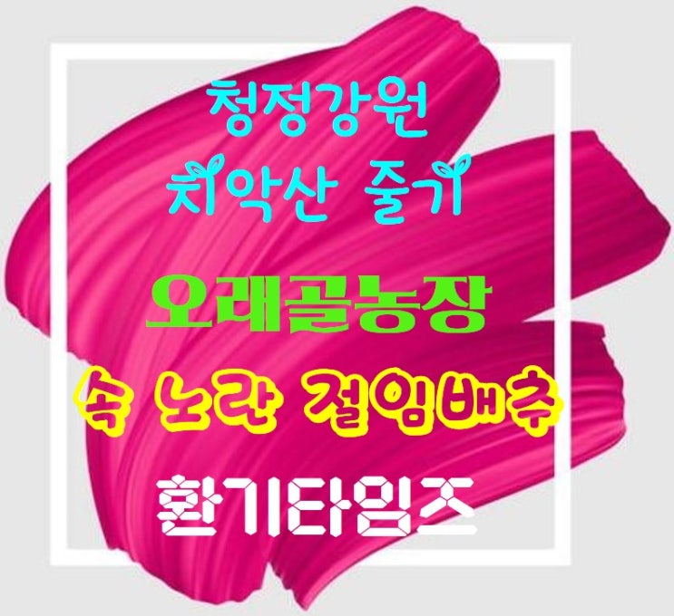 올해 김장은 청정 강원 고랭지 속 노란 절임배추_오래골농장_환기타임즈 올해 김장은 청정 강원 고랭지 속 노란 절임배추_오래골농장_환기타임즈