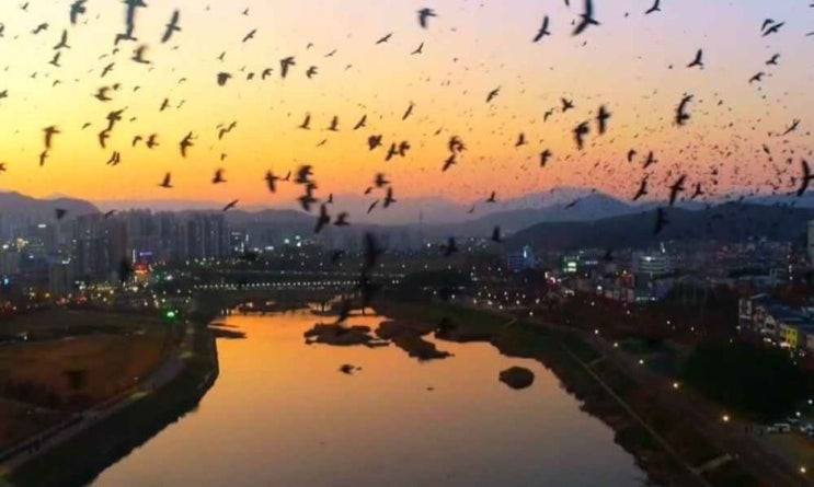  삼호버드페스티벌 2024 기본정보 울산 남구 철새공원