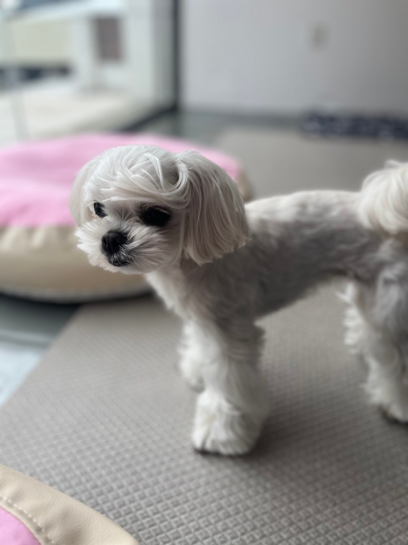 댕댕하우스