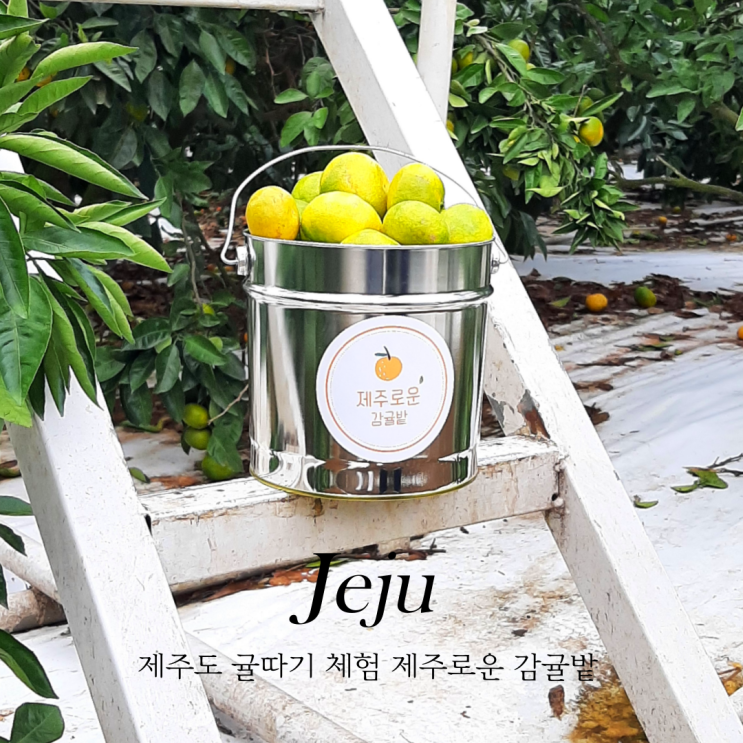  제주도 서쪽 감귤체험 제주로운 감귤밭 제주감귤 직접 따보기