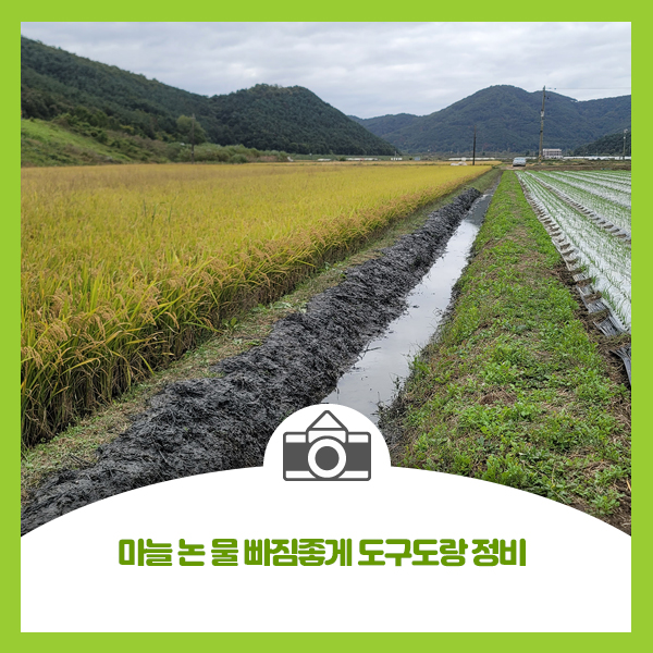  마늘 논 물 빠짐좋게 도구도랑 정비