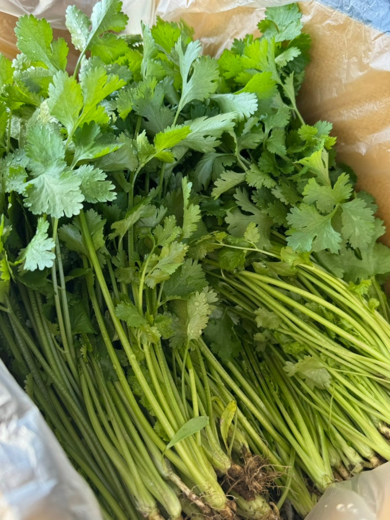 향긋한 동남아야채 고수 1kg 대용량 저렴한 산지직송 • 당일수확