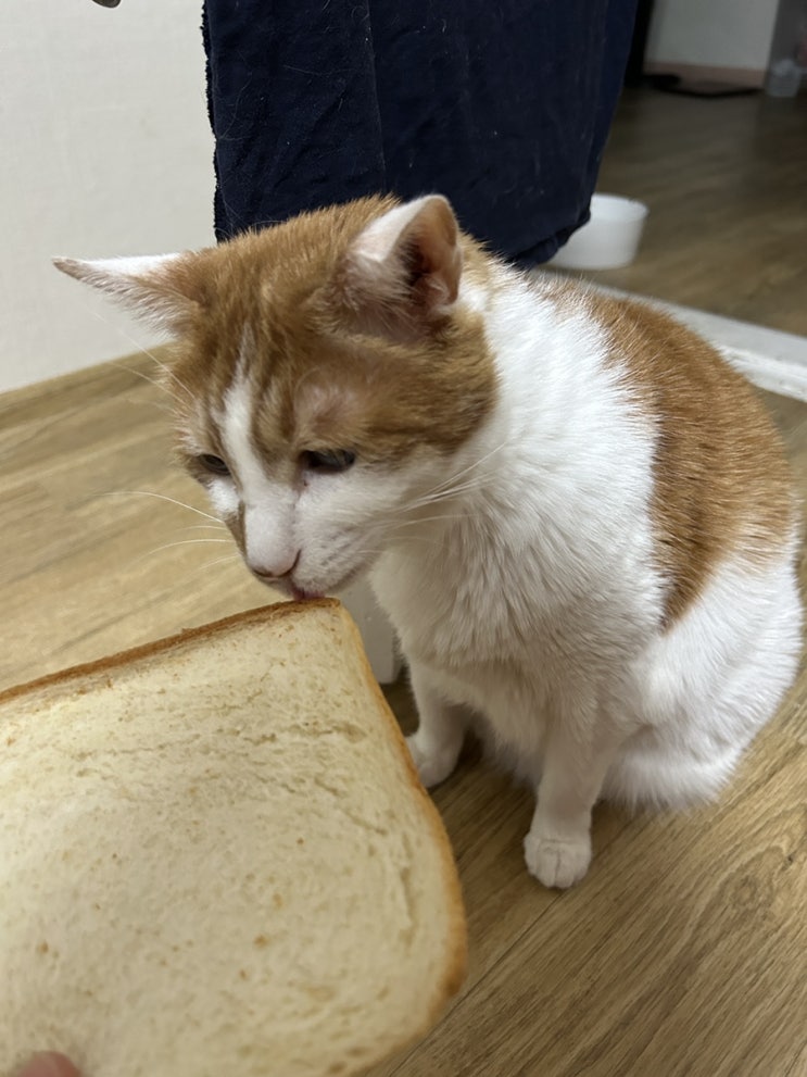  고양이 식빵 급여 해도 되나요??