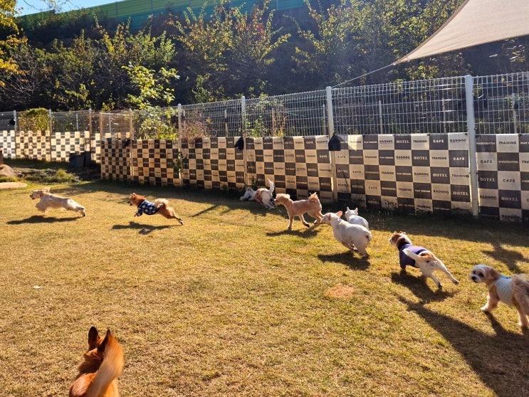  강남애견호텔 :) 라드독 천연잔디 강아지 운동장