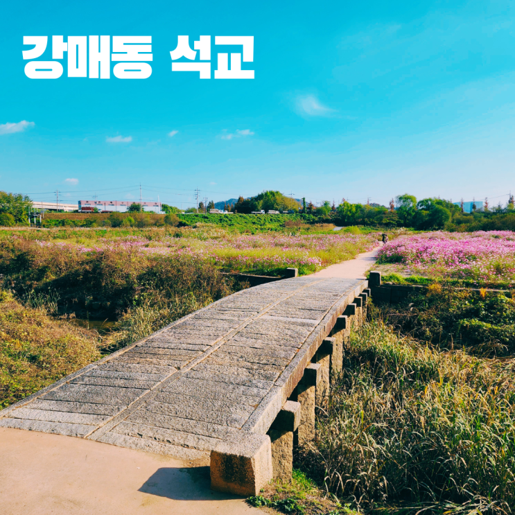  고양 강매동 석교 강매석교공원 코스모스