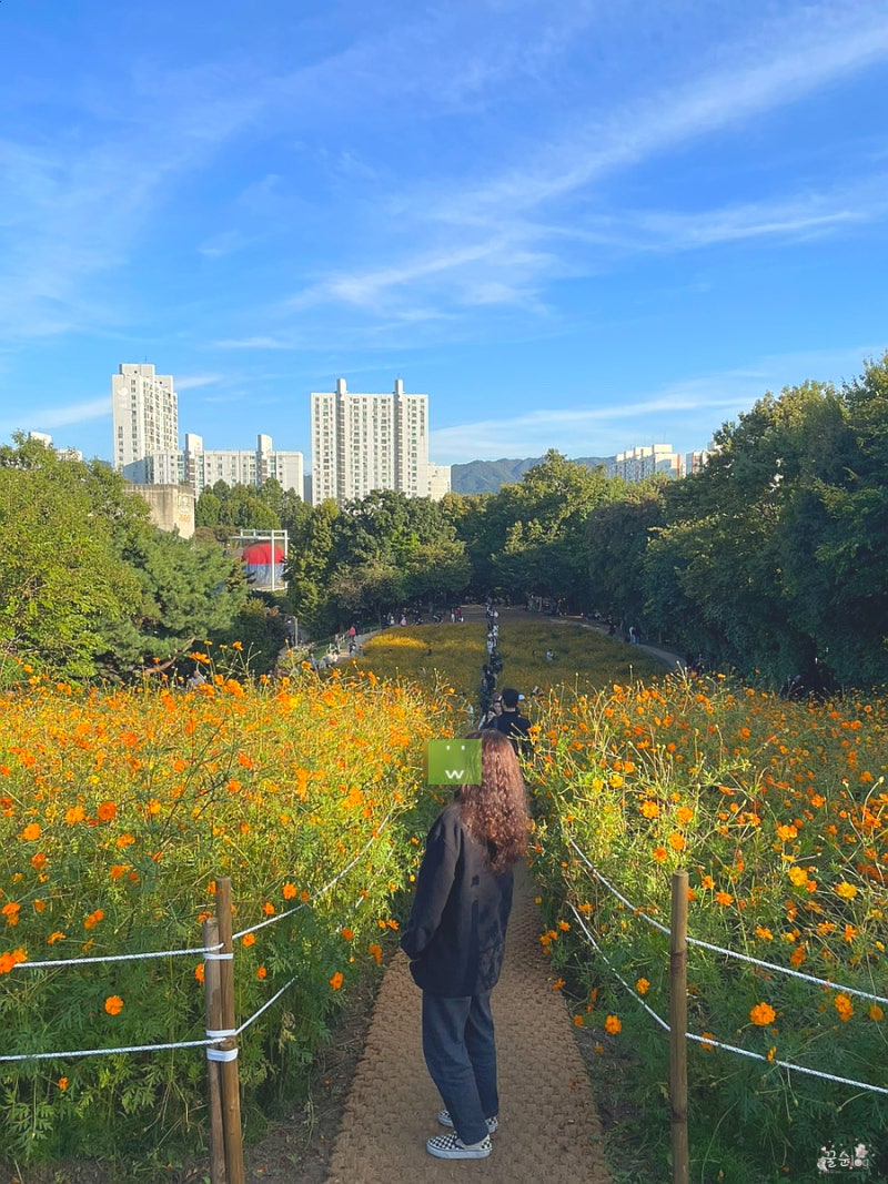 10월 서울 꽃구경 : 올림픽공원 들꽃마루 코스모스 나들이 _ 2024