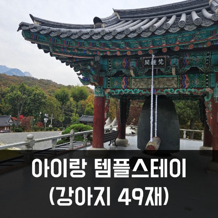  아이랑 고양 흥국사 템플스테이 모든 정보를 한꺼번에 - 강아지 49재