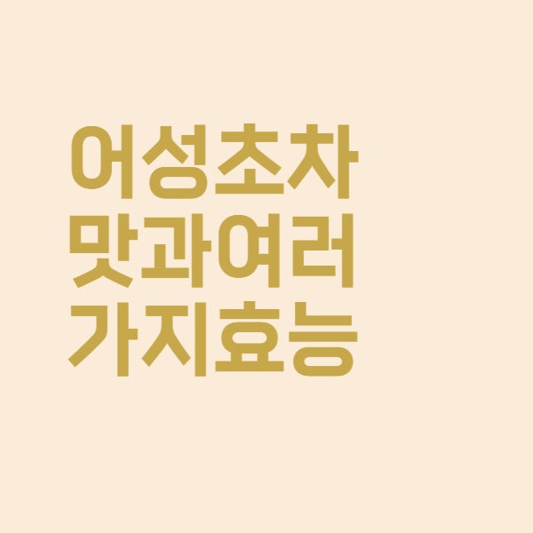  어성초 차 맛과 여러 가지 효능을 알아보았더니