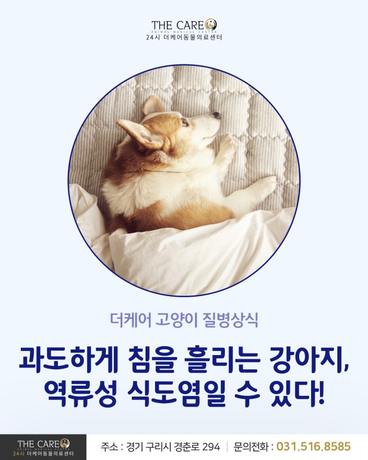  [24시더케어동물의료센터] 과도하게 침을 흘리는 강아지, 역류성 식도염일 수 있다!