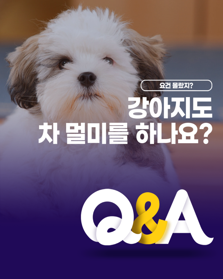  [더케어 Q&A] 강아지도 차 멀미를 하나요?