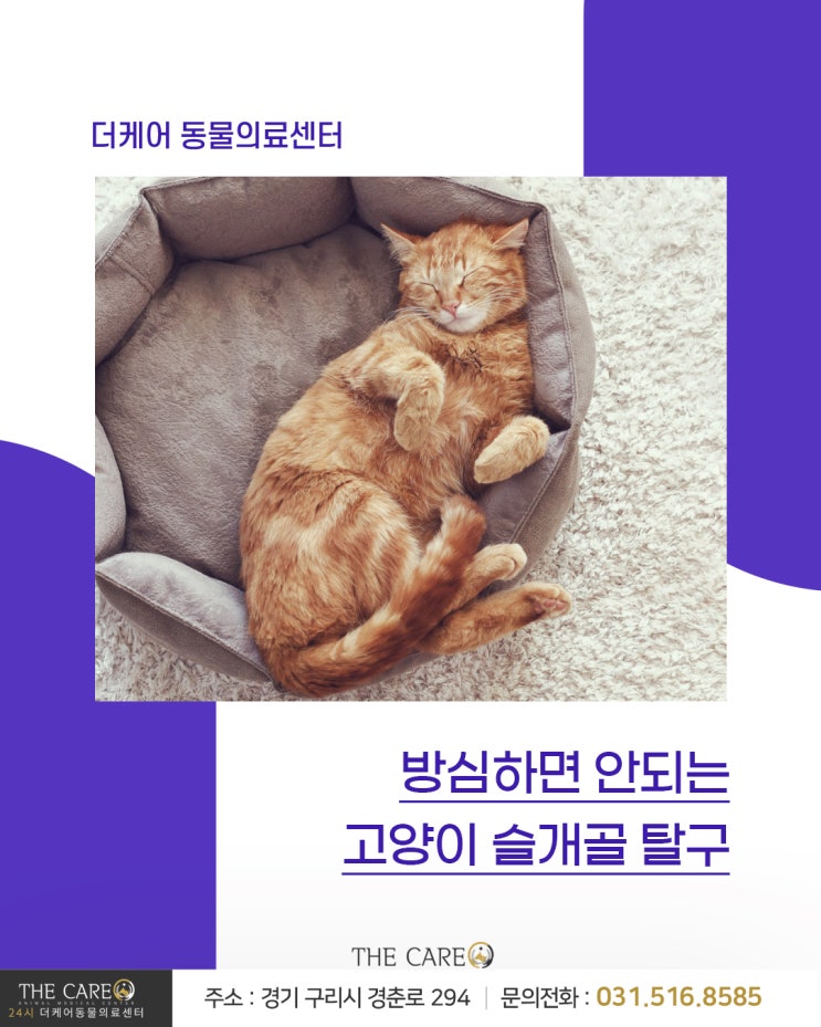  [24시더케어동물의료센터] 방심하면 안되는 고양이 슬개골 탈구