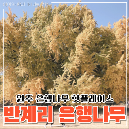  반계리 은행나무 실시간 CCTV 원주여행