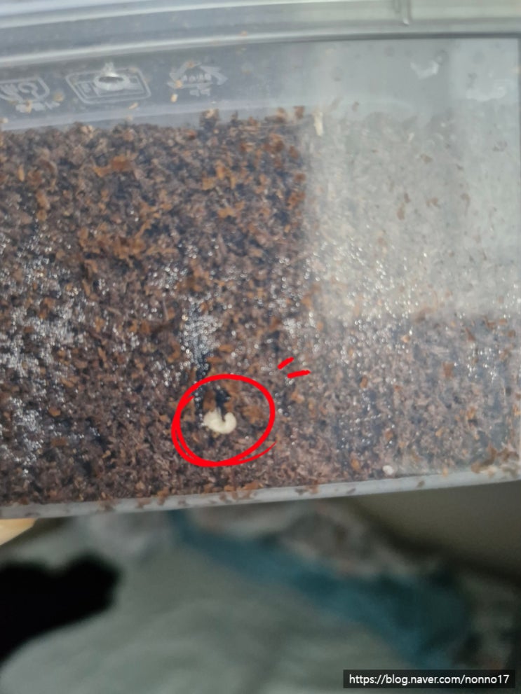  넓적사슴벌레 유충 1령애벌레 분리 및 관리 키우는 법