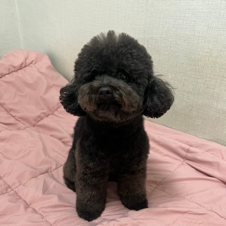  강아지가 핥는 이유 손, 발, 얼굴 등 원인은?