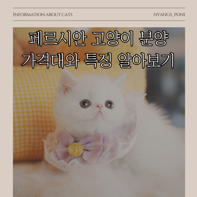 페르시안 고양이 분양 가격대와 특징 알아보기