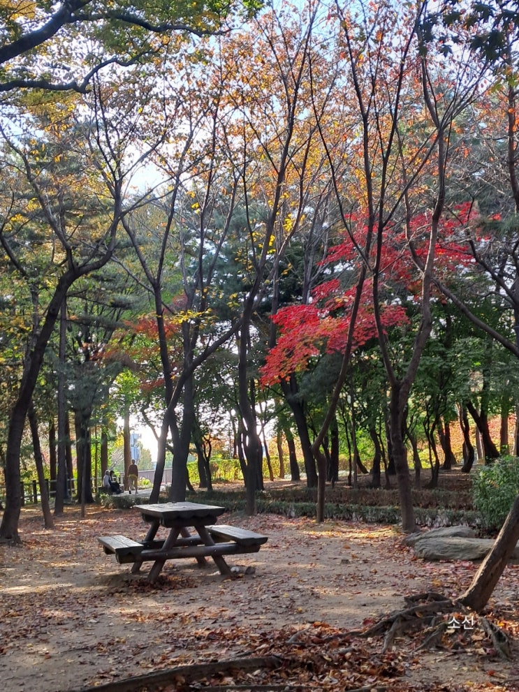 가을 남산야외식물원_ 반려견 아가와 산책 가을 남산야외식물원_ 반려견 아가와 산책