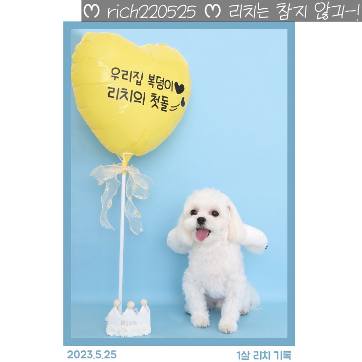  강아지 1살 사람나이 계산법 말티즈 평균 수명 생애주기