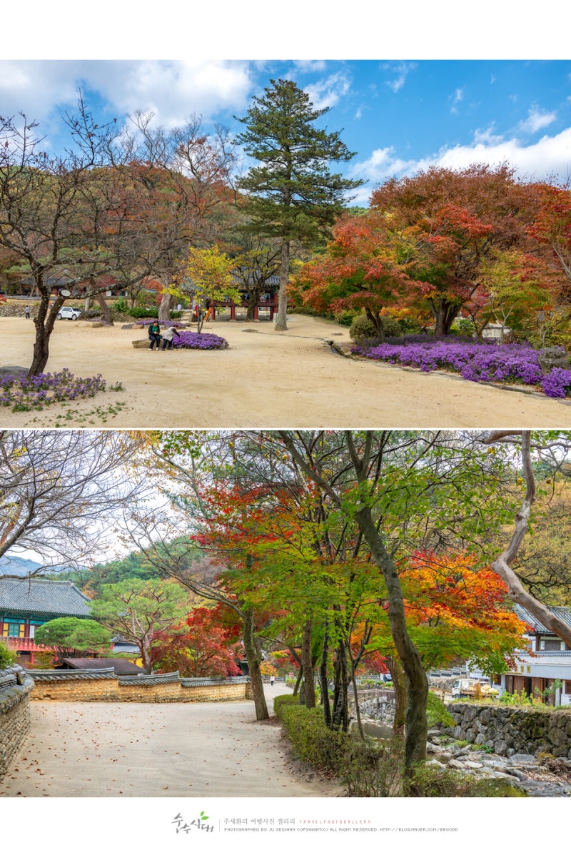 경북 단풍여행 김천 직지사 단풍명소