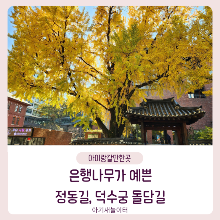  서울 단풍 명소, 정동길 덕수궁돌담길 은행나무 단풍 현황