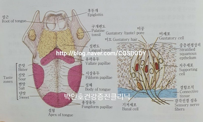 인체생리학 🔷️181 감각생리 / 특수감각 / 미각 Taste Sense 수용기 Receptor & 흥분전도로 : 네이버 블로그