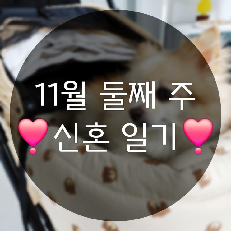  11월 둘째 주의 일상기록(네이버요즘여기판 25년레이F/L 개모차구매)