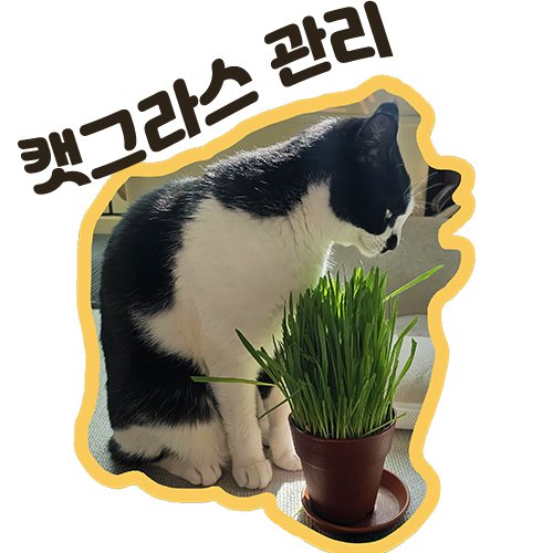  고양이풀 캣그라스 종류와 곰팡이 관리방법