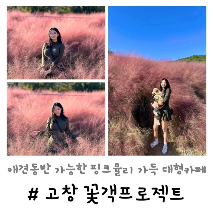  고창 꽃객프로젝트 | 애견동반 가능한 핑크뮬리 가득 대형카페