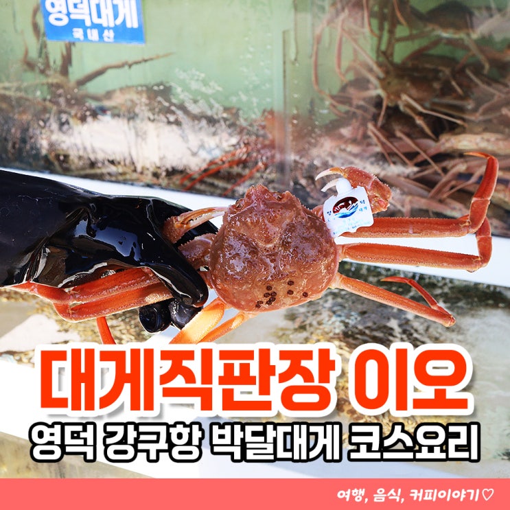  영덕 강구항맛집 대게직판장 이오 박달대게 시세확인