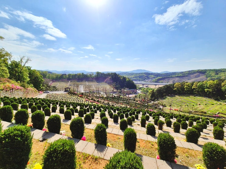  용인수목장 추모목 종류와 장점