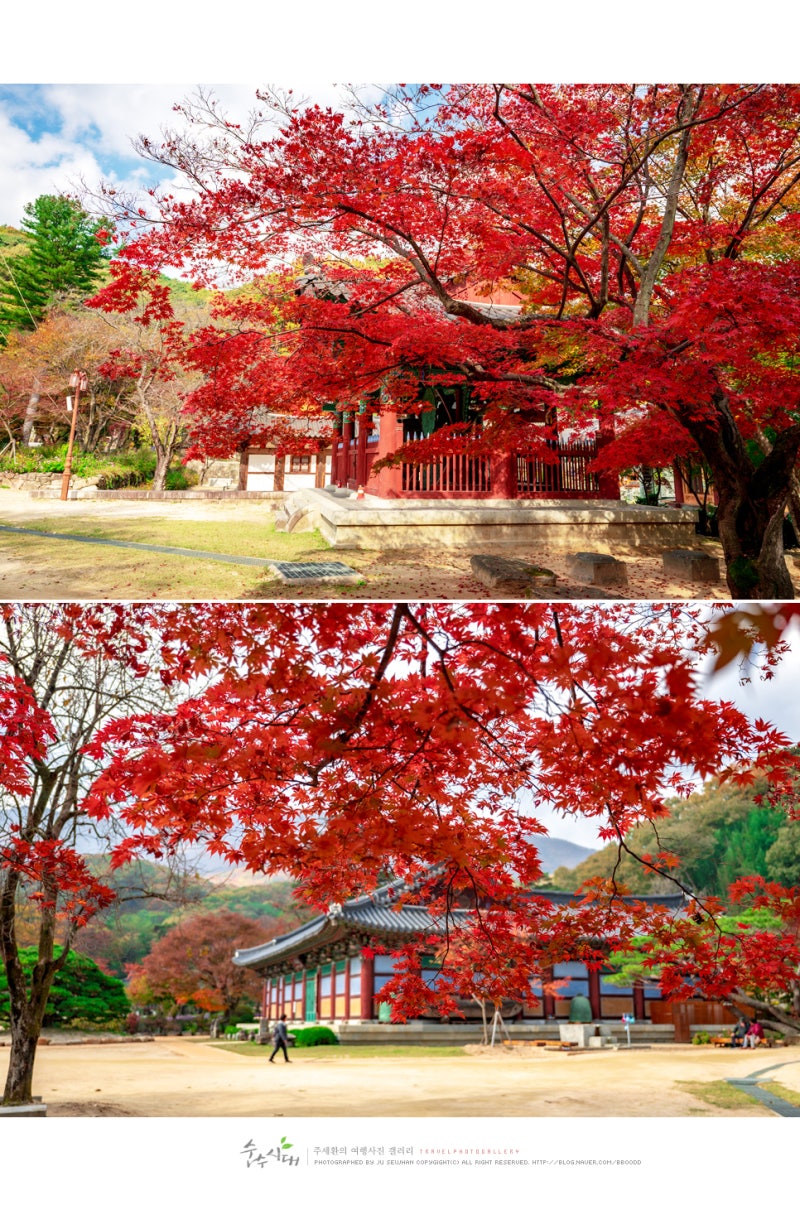 경북 단풍여행 김천 직지사 단풍명소 2