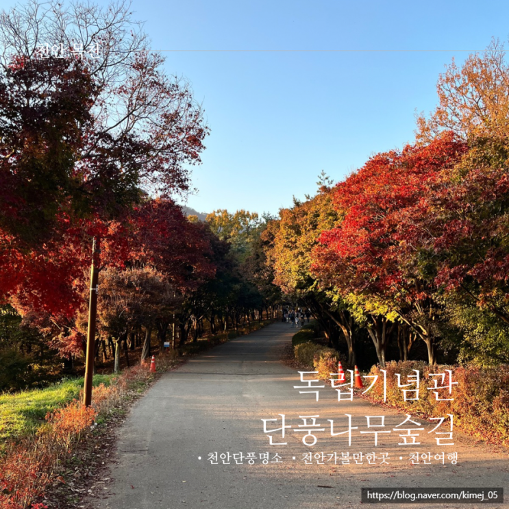  천안 단풍 명소 독립기념관 단풍나무숲길 산책 피크닉 태극 열차