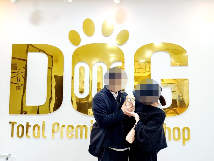  대전에서 찾아온 특별한 인연, 필라테스 대표님이 선택한 크림 토이푸들!
