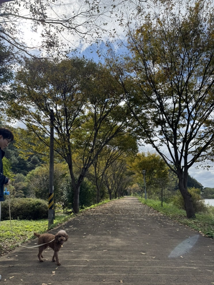  애견동반 봉화여행 산책로 영주 365시장 랜떡 떡볶이 봉화한약우플라자
