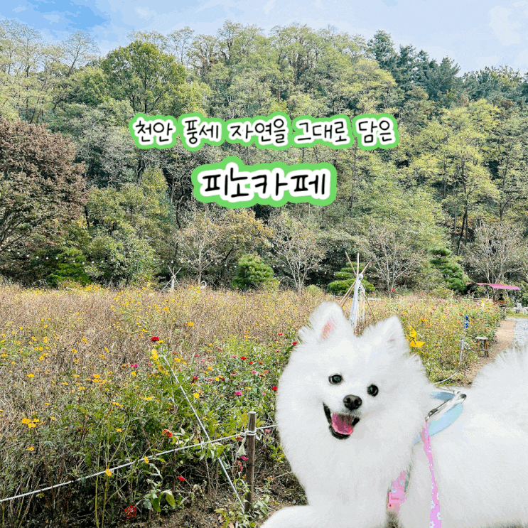 천안 풍세 애견동반 브런치카페 피노카페 크리스마스 분위기 물씬 천안 풍세 애견동반 브런치카페 피노카페 크리스마스 분위기 물씬